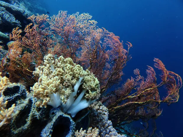 Tomia Island Signature Escape